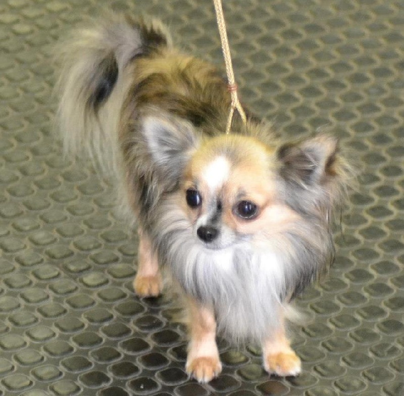 Inesh Las Manzanas D'amor - Excellent classe ouverte