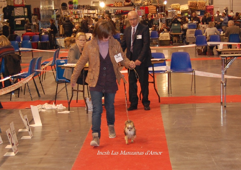 Inesh Las Manzanas D'amor - Classe Ouverte : 3 Excellent