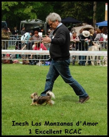 Inesh Las Manzanas D'amor - 1 Excellent RCAC Classe Ouverte