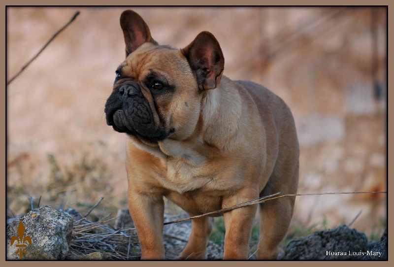 Publication : Des Vassaux De Saint Louis Auteur : hoarau louis