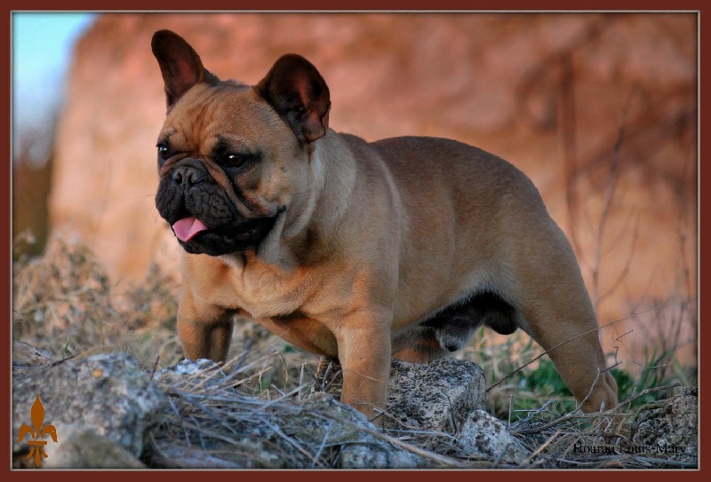 Publication : Des Vassaux De Saint Louis Auteur : hoarau louis