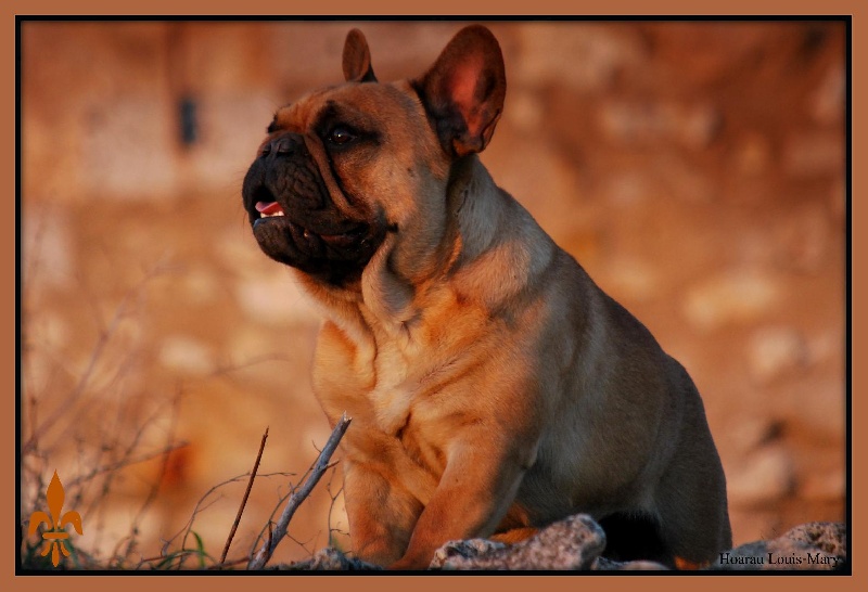 Publication : Des Vassaux De Saint Louis Auteur : hoarau louis