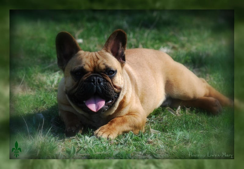 Galion d'ylang ylang Des Vassaux De Saint Louis - 1° trés bon