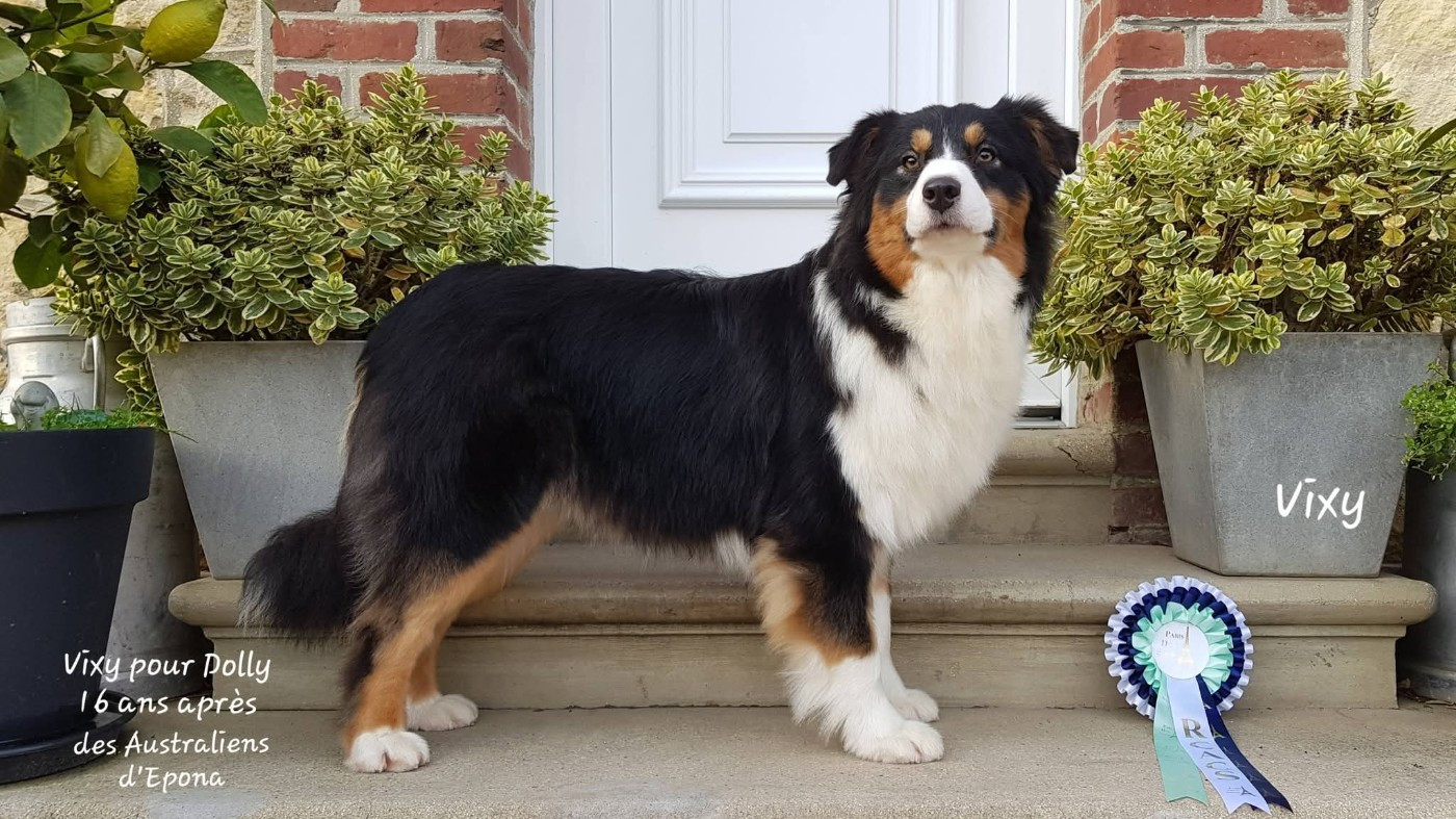 Vixy pour dolly 16 ans après Des Australiens d'Epona