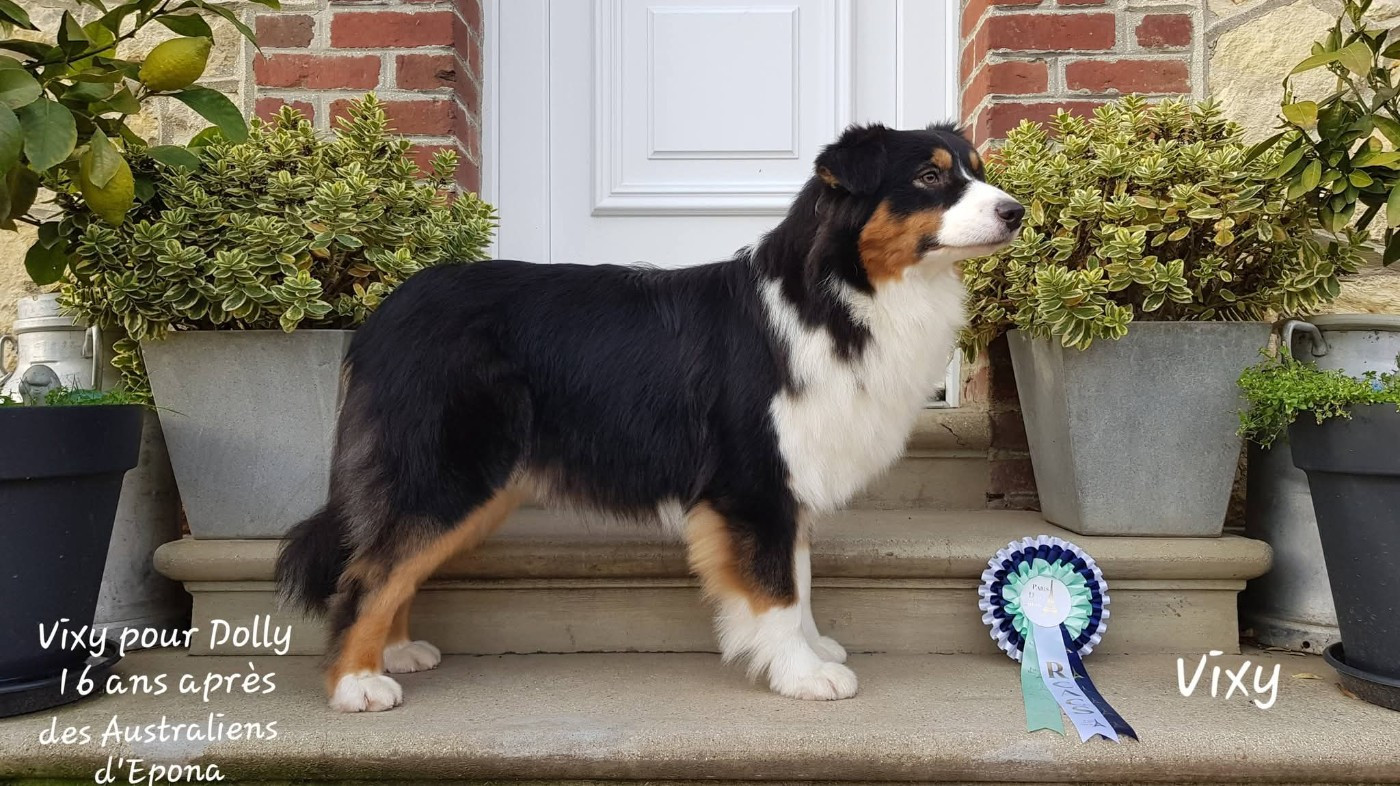 Vixy pour dolly 16 ans après Des Australiens d'Epona