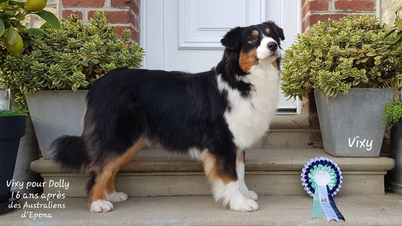 Vixy pour dolly 16 ans après Des Australiens d'Epona