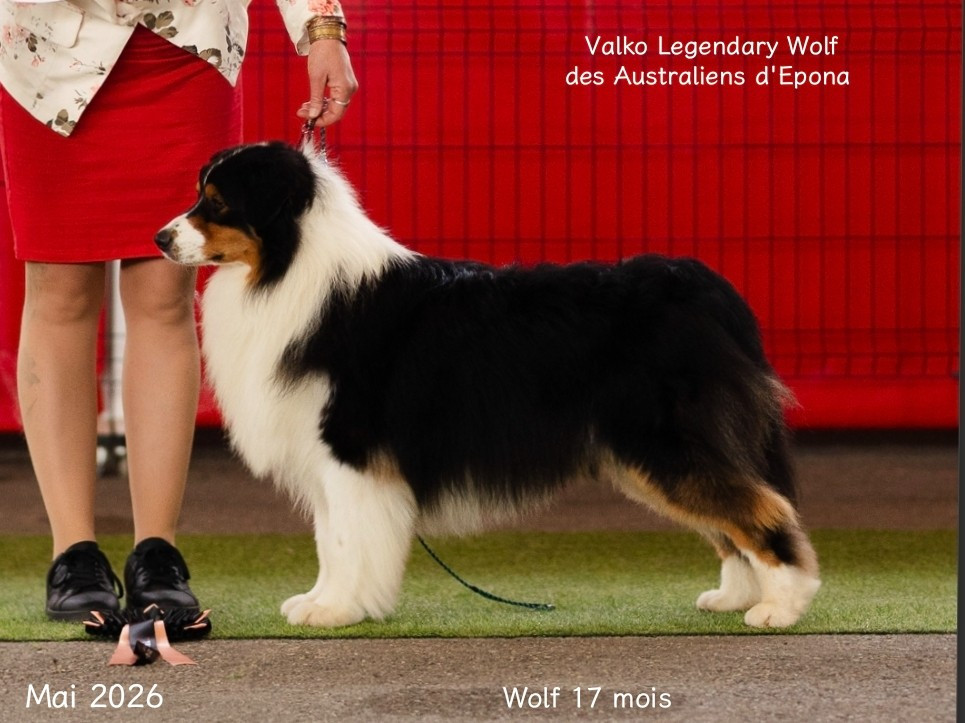 VALKO LEGENDARY WOLF dit WOLF Des Australiens d'Epona