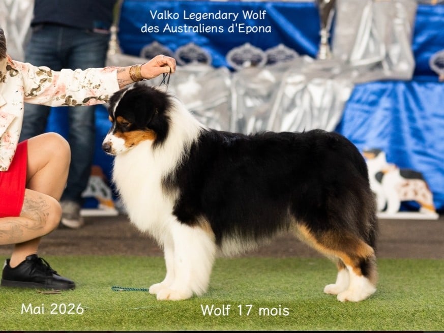 VALKO LEGENDARY WOLF dit WOLF Des Australiens d'Epona
