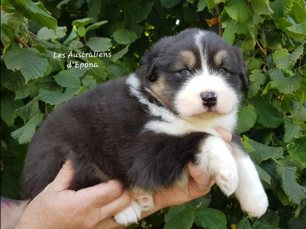 Vixy pour dolly 16 ans après Des Australiens d'Epona