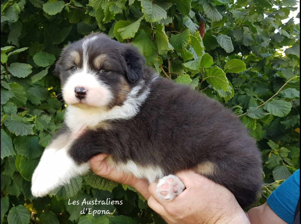 Vixy pour dolly 16 ans après Des Australiens d'Epona