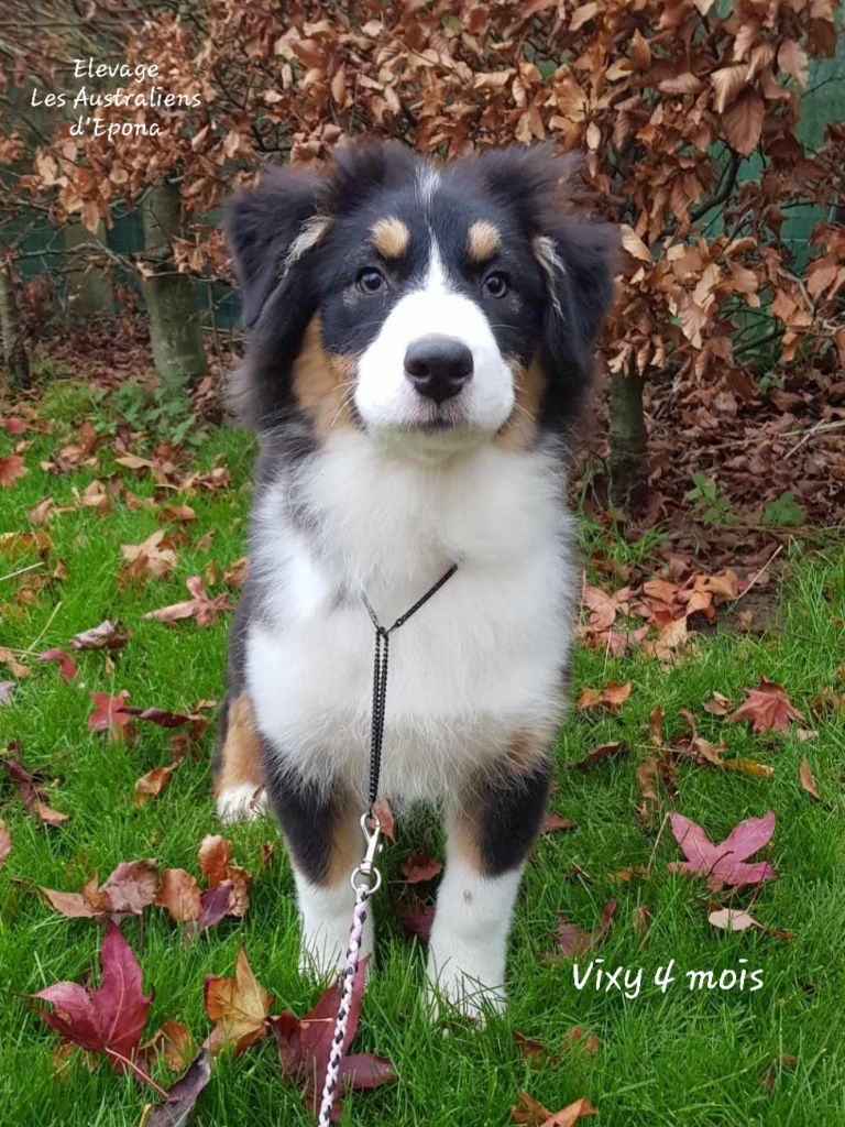Vixy pour dolly 16 ans après Des Australiens d'Epona