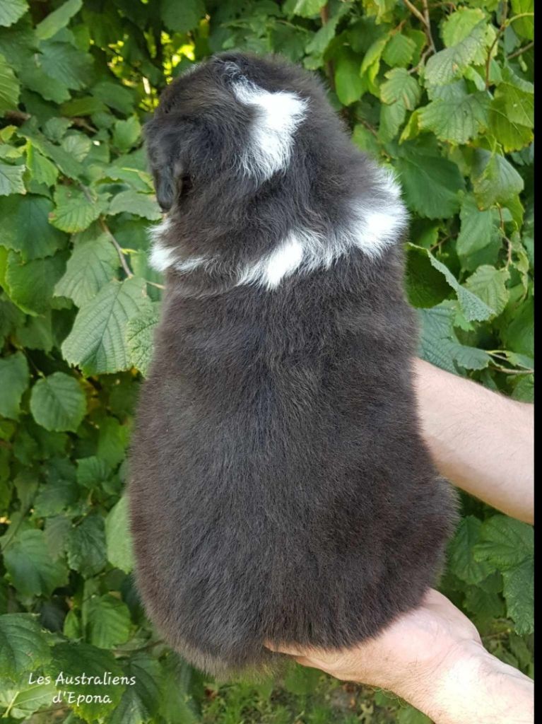 Vixy pour dolly 16 ans après Des Australiens d'Epona