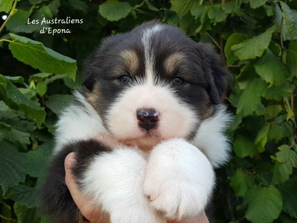 Vixy pour dolly 16 ans après Des Australiens d'Epona