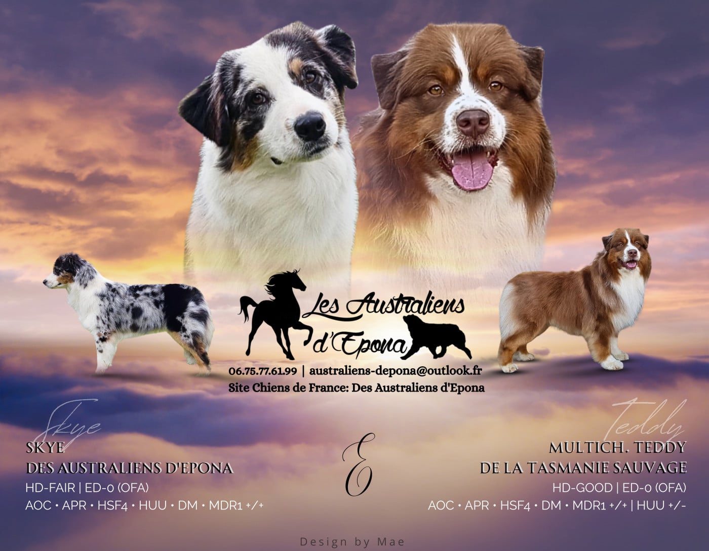 Chiot Berger Australien