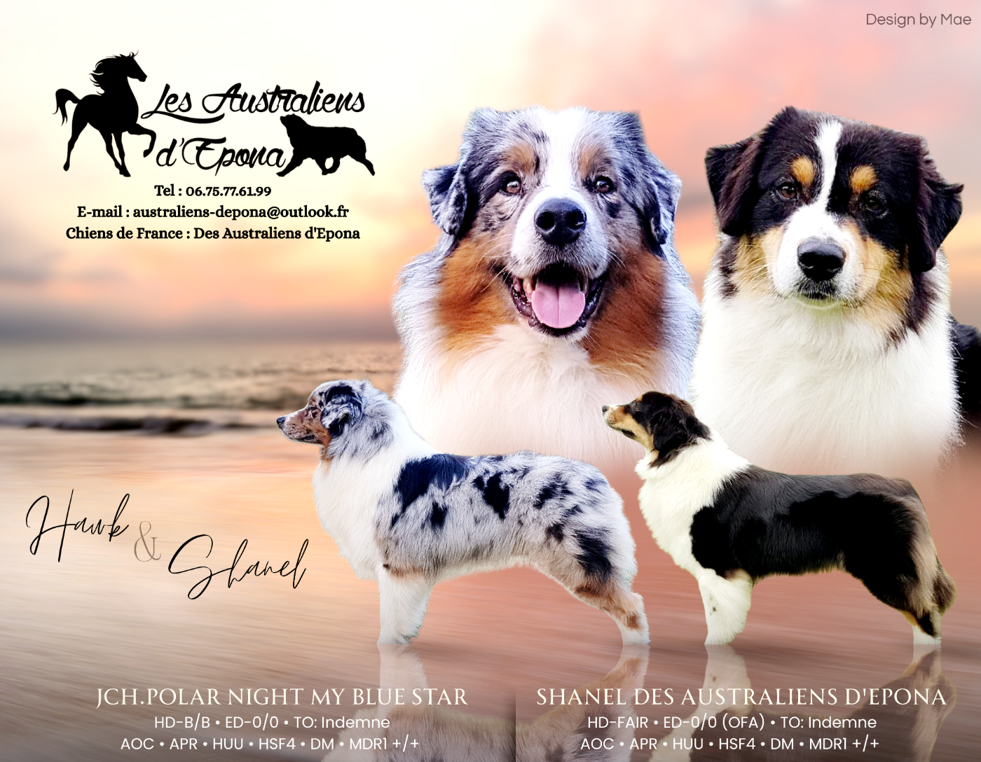 Berger Australien - Des Australiens d'Epona