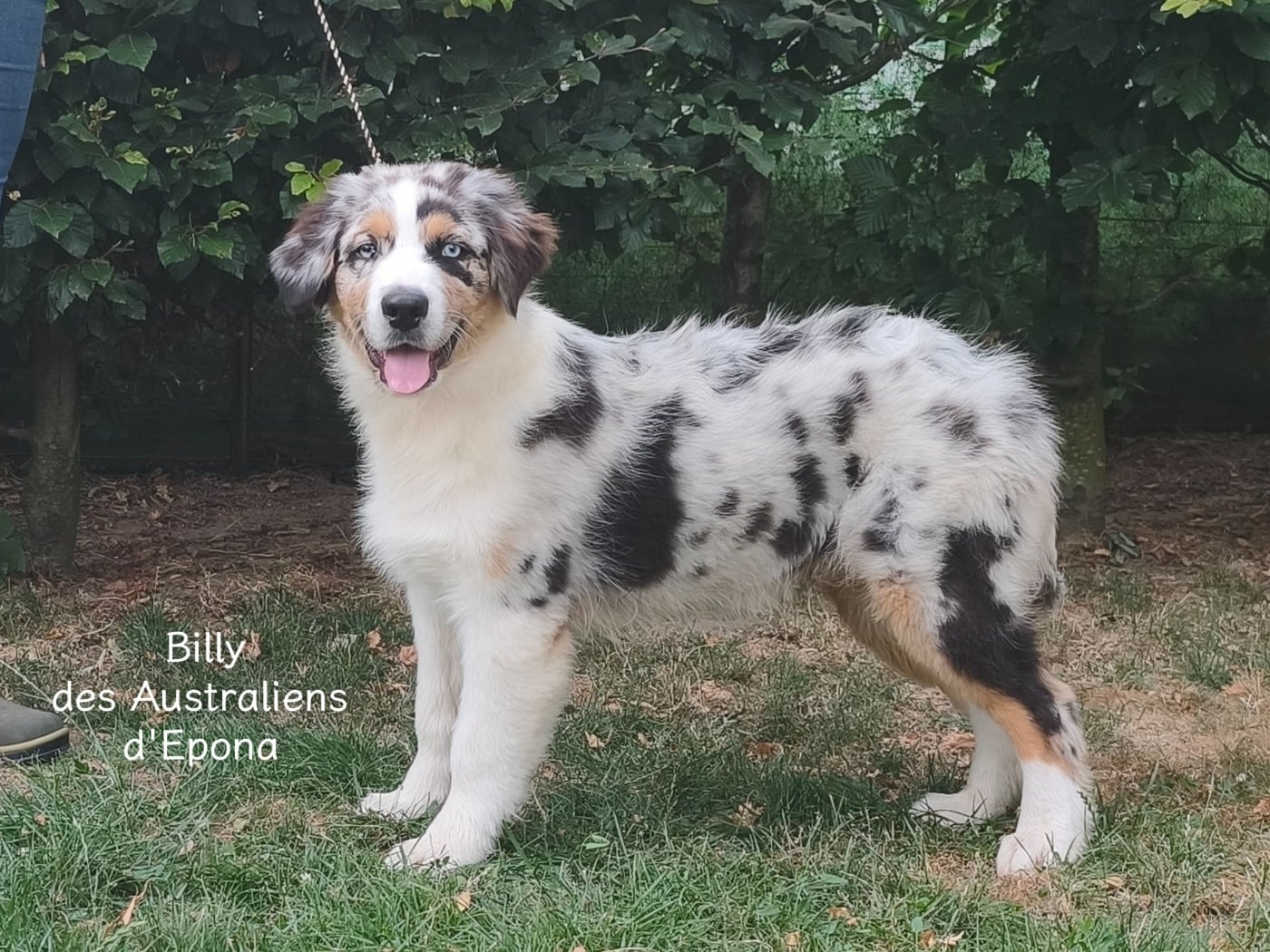 BILLY