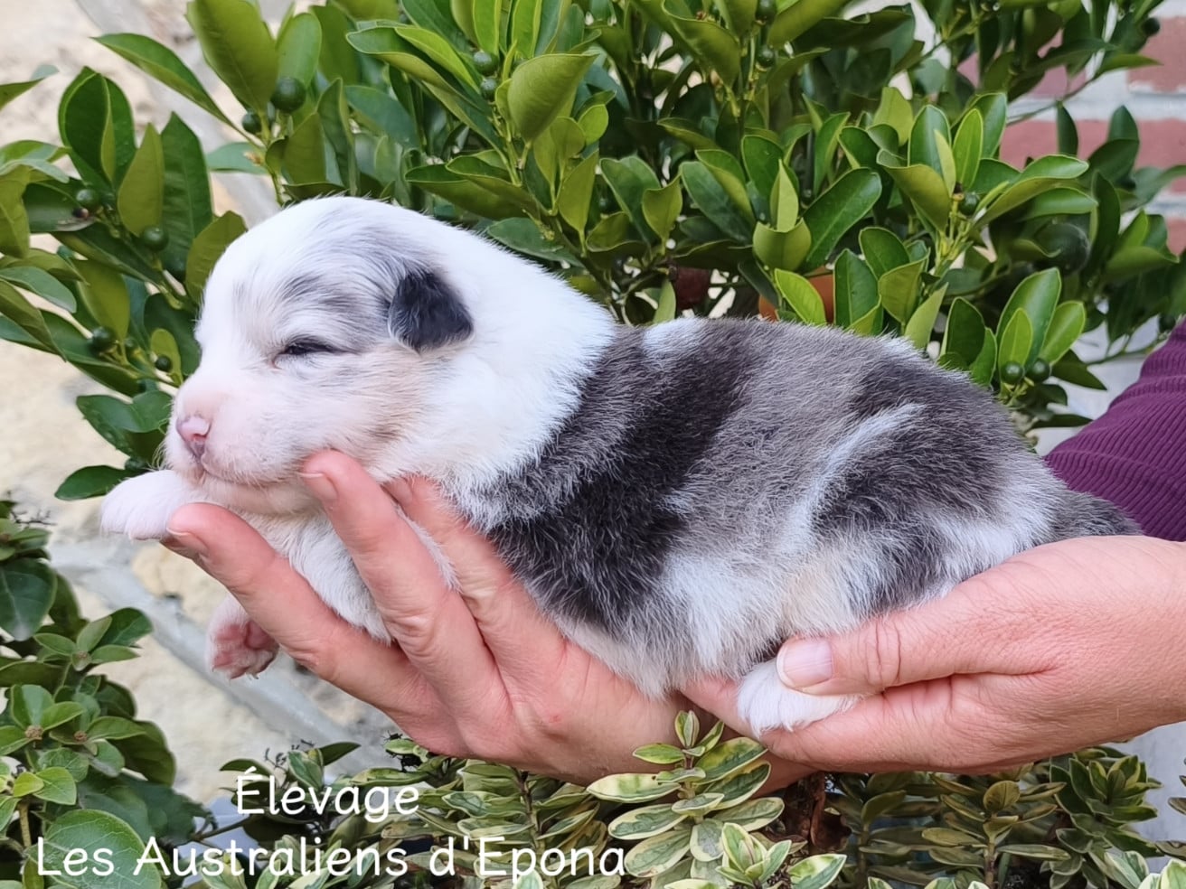 Bao