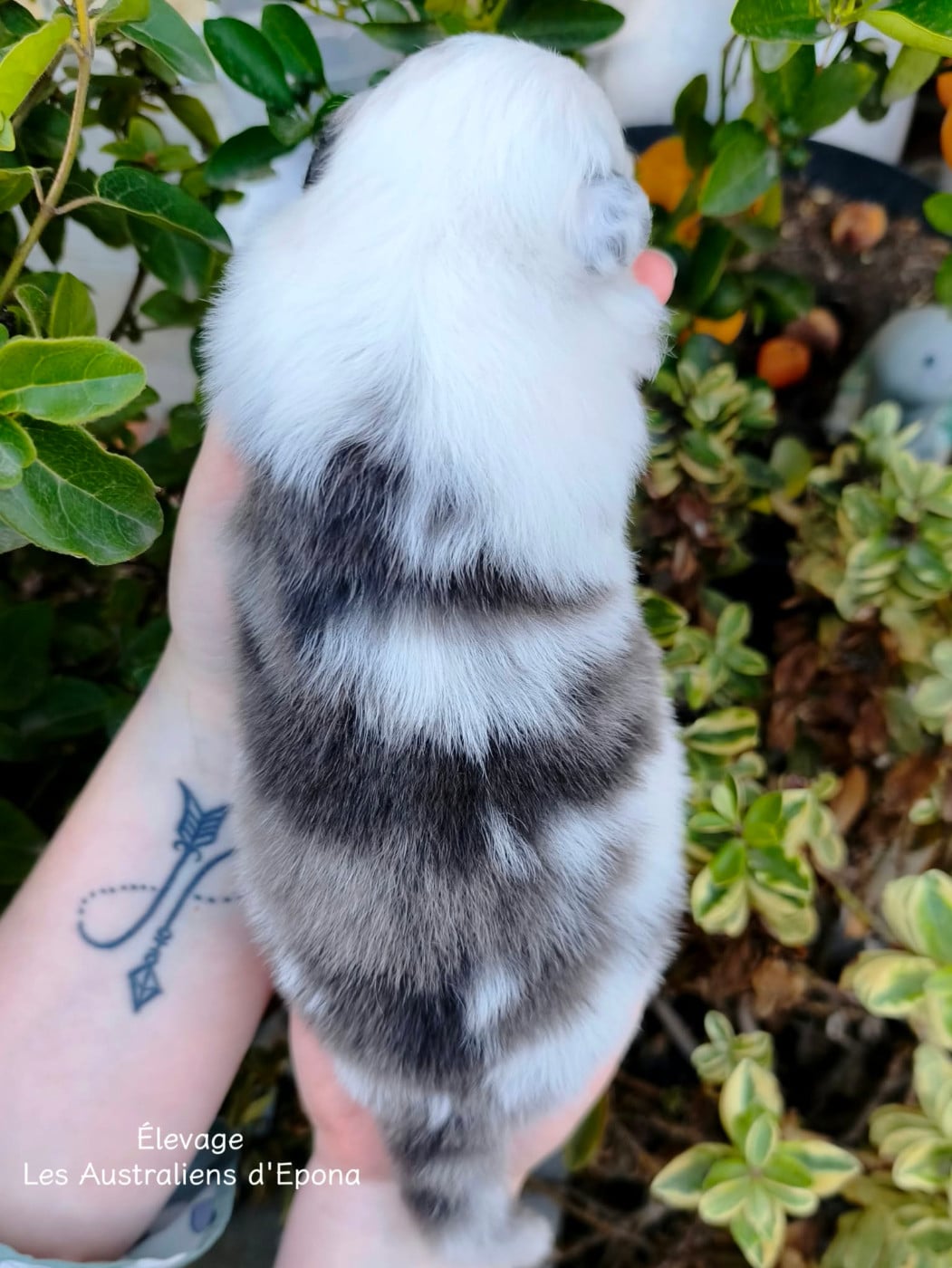 Bao