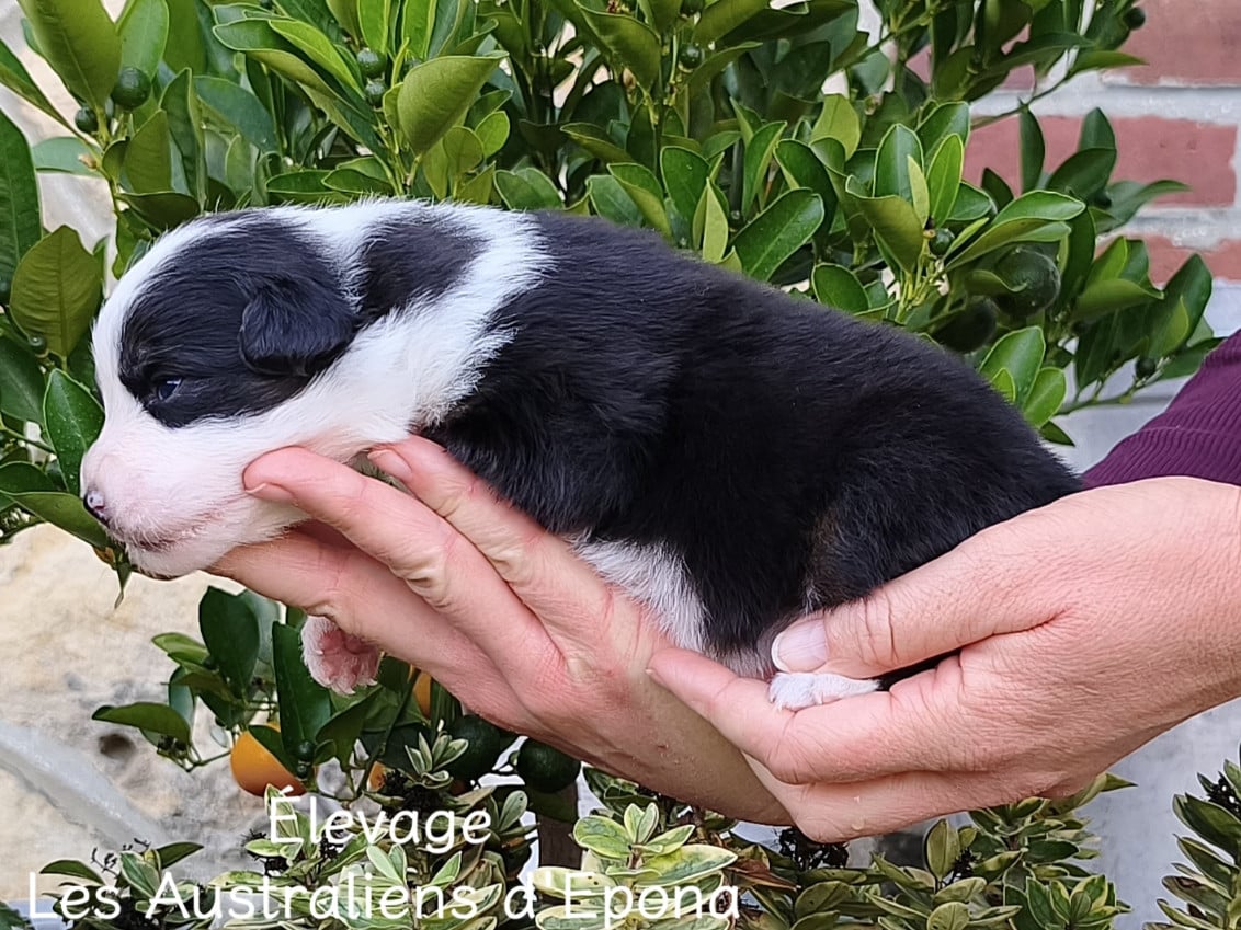 Baby Panda