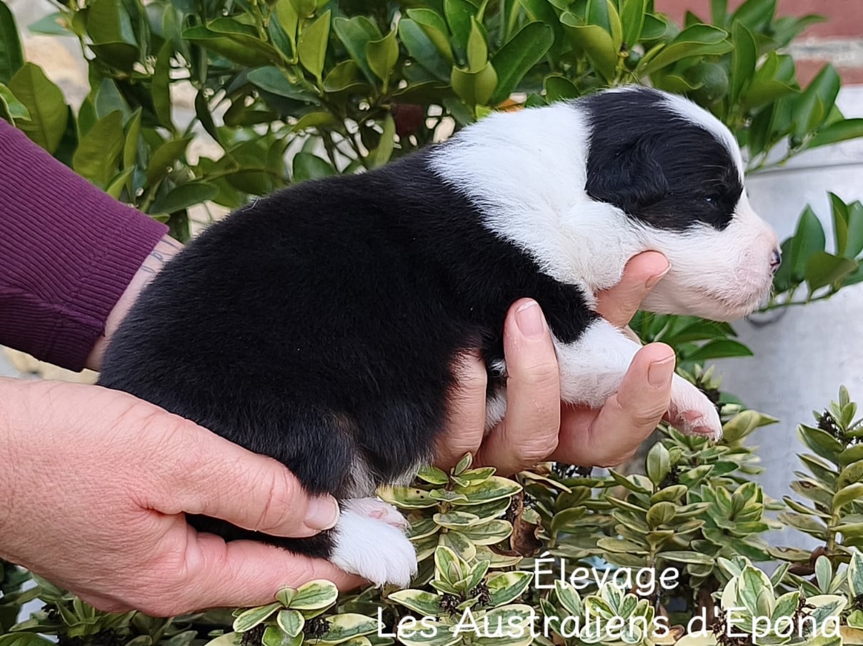 Baby Panda
