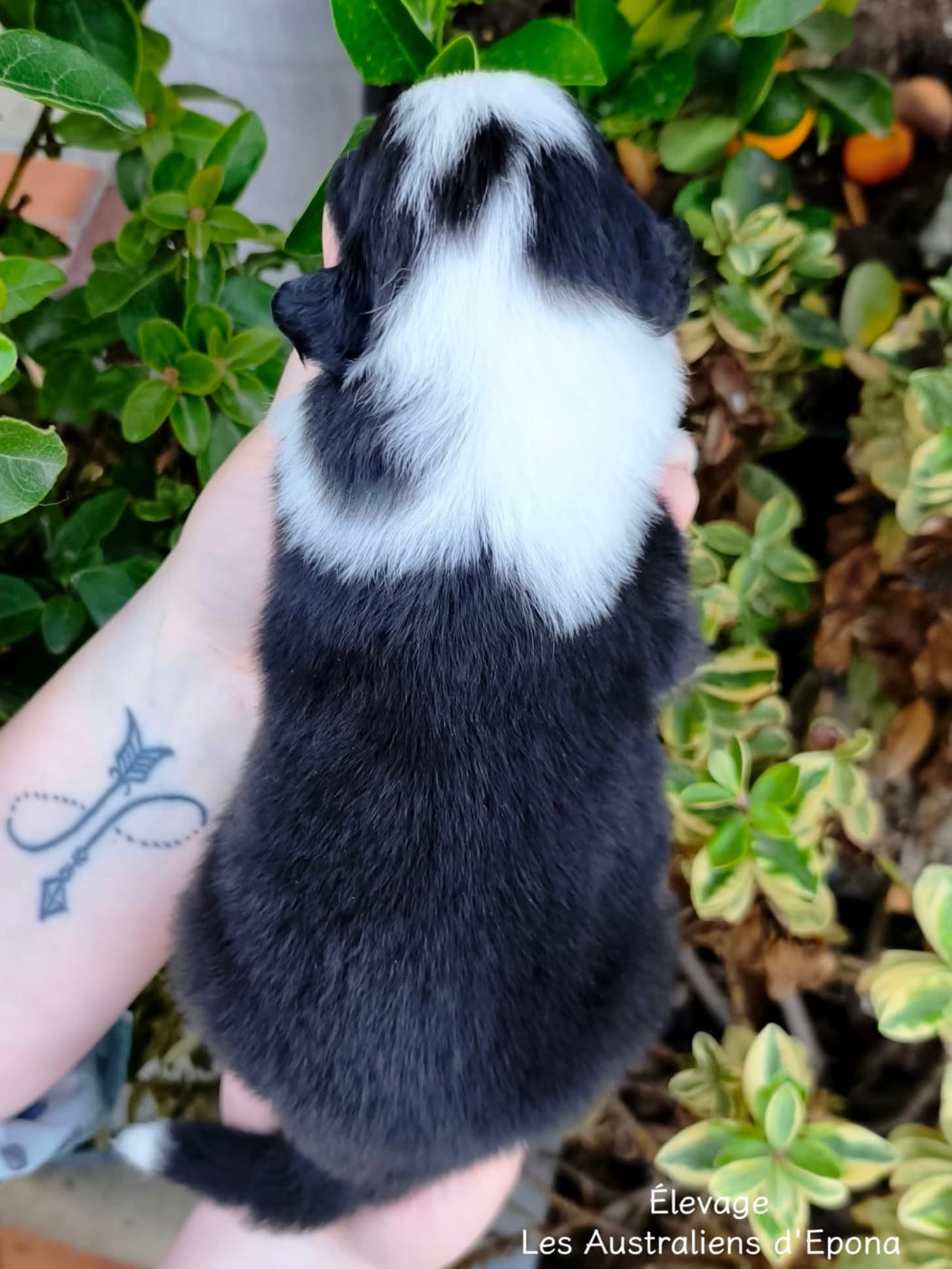 Baby Panda