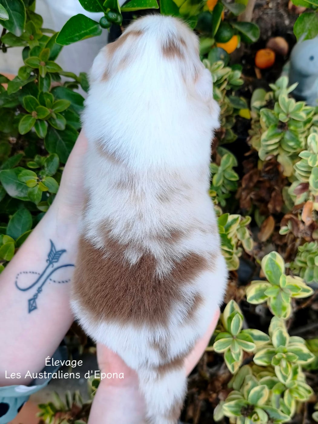 Bella mia