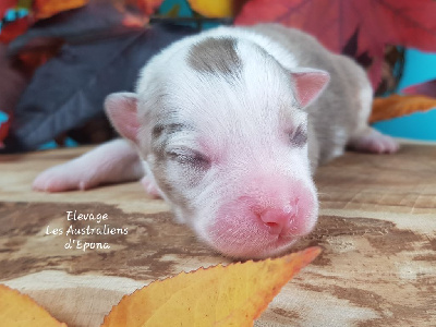 Les chiots de Berger Australien
