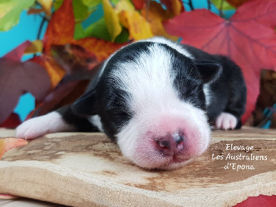 Les chiots de Berger Australien