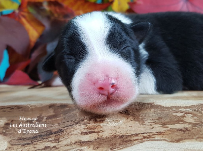 Les chiots de Berger Australien