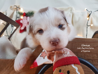Les chiots de Berger Australien