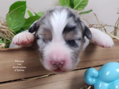 Les chiots de Berger Australien