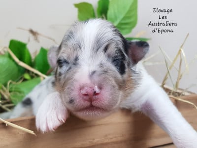 Les chiots de Berger Australien