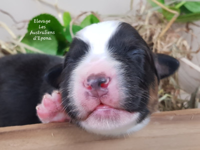Les chiots de Berger Australien