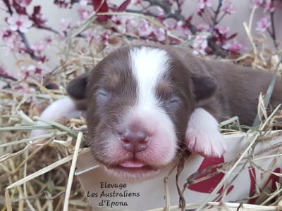 Les chiots de Berger Australien