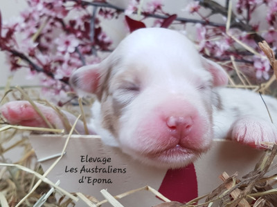 Les chiots de Berger Australien