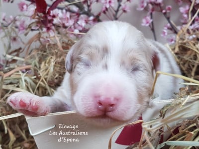 Les chiots de Berger Australien