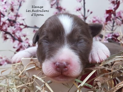 Les chiots de Berger Australien