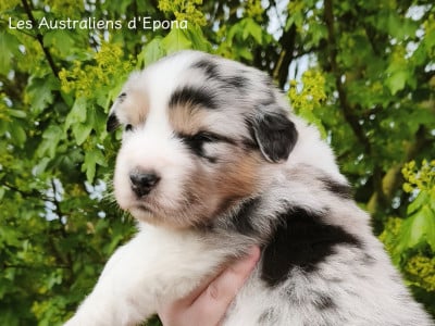 Les chiots de Berger Australien