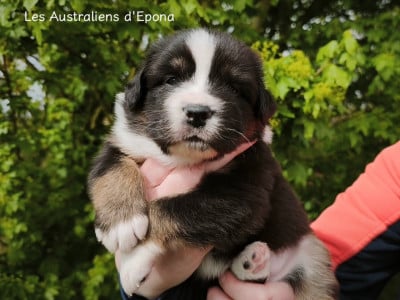 Les chiots de Berger Australien