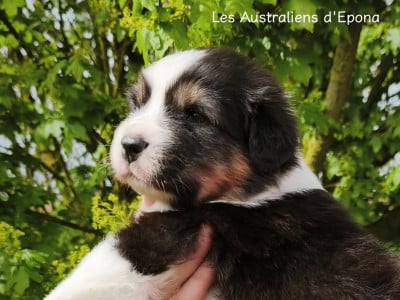 Les chiots de Berger Australien