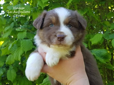 Les chiots de Berger Australien