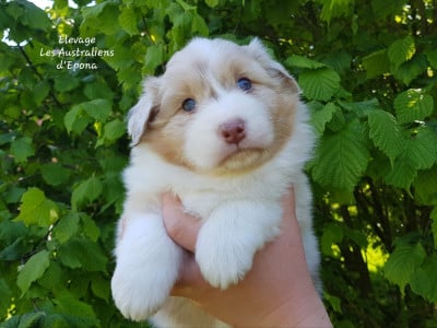 Les chiots de Berger Australien