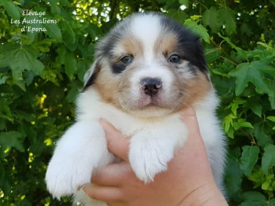 Les chiots de Berger Australien
