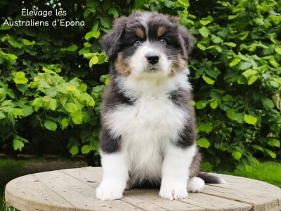 Les chiots de Berger Australien