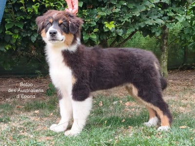Les chiots de Berger Australien