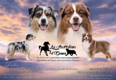 Les chiots de Berger Australien