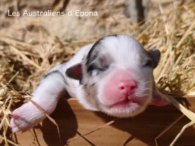 Les chiots de Berger Australien