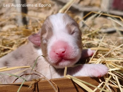 Les chiots de Berger Australien