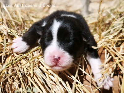Les chiots de Berger Australien