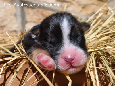 Les chiots de Berger Australien